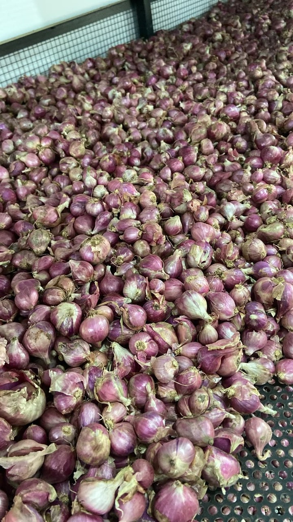 Bawang Merah Kecil